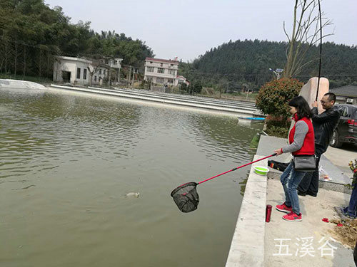 五溪谷三文魚捉魚